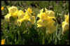 Iris Baby Blessed
