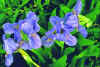Iris Blue Denim