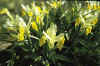 Iris bucharica