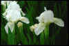 Iris 'Bright White'
