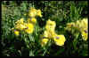 Iris 'Cannington Ochre'