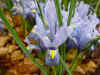 Iris reticulata 'Cantab'