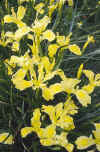 Iris 'Broadleigh Chelsea Yellow'