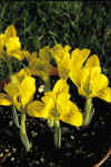 Iris reticulata danfordiae