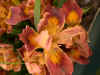 irisdorothy2.jpg (69609 bytes)