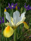 irisdutch.jpg (65888 bytes)