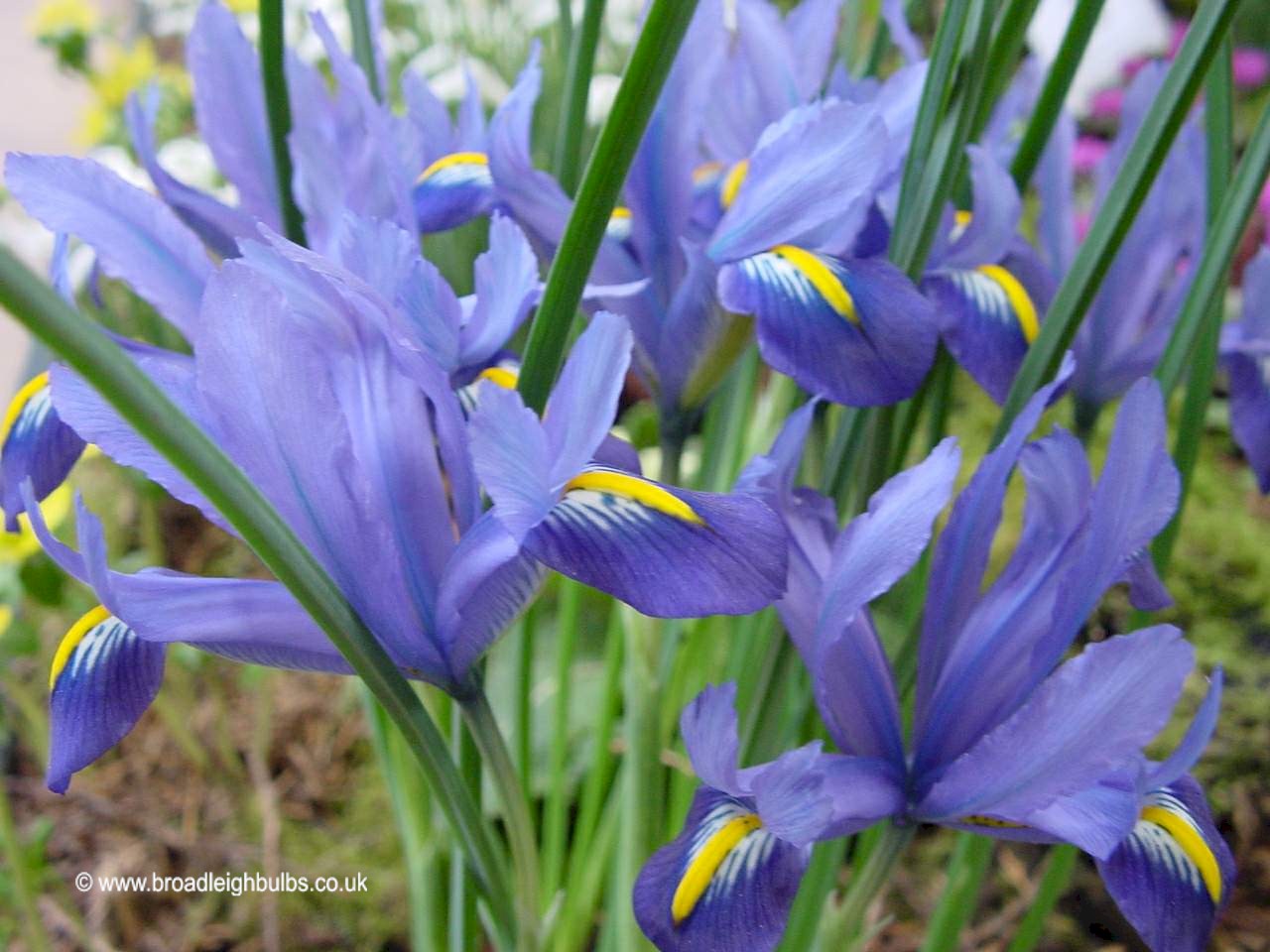 Photos Of Iris