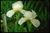Iris 'Elvinhall'