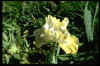 Iris 'Flummadiddle'