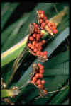 Iris foetidissima (berries) 