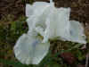 irisfrostedangel.JPG (70455 bytes)