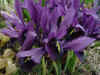 Iris Reticulata Gearge