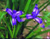 Iris graminea