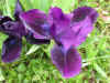 irisjewlbaby.jpg (84295 bytes)