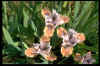 Iris 'Jiansada'