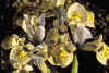 Iris reticulata 'Katherine Hodgkin'