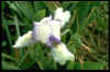 Iris 'Knick Knack'