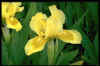 Iris 'Lemon Puff'