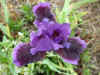irislittleepisode.jpg (70296 bytes)
