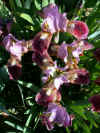 irislittlerosyw2.jpg (42312 bytes)