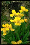 Iris 'Mary Macilroy'