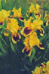 Iris 'Meadow Court'