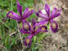 Iris 'Broadleigh Medusa'