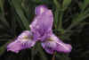 Iris 'Broadleigh Mitre'