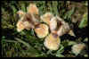 Iris 'Peach Eyes'