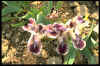 Iris 'Quark'