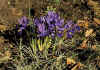 Iris reticulata 'Harmony'