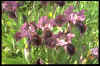 Iris 'Regards'