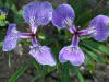 Iris Setosa