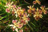 Iris 'Broadleigh Sybil'