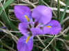 Iris Mary Barnard