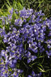 Iris unguicularis