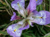 Iris Unguic Oxford Purple