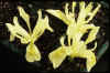 Iris reticulata winograd