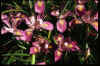 Iris 'Broadleigh Rose'