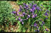 Iris sintenesii