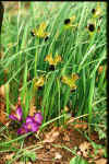 Iris tuberosa