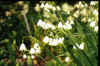 Leucojum aestivum Gravetye Giant