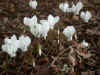 CYCLAMEN HEDERIFOLIUM ALBUM