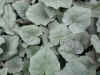 Cyclamen hederifolium 'Silver Cloud'