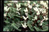Cyclamen Persicum