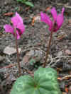 Cyclamen purpurascens