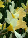nar apricot