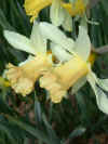 nar Apricot