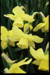 Narcissus Binkie