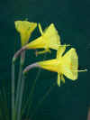 nar bulb. praecox